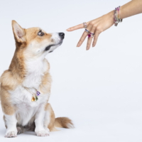 Adele Uddo corgi